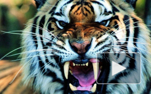 Дрессировщики советуют петербуржцам не держать дома тигров