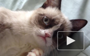 В возрасте 7 лет умерла знаменитая сердитая кошка Grumpy Cat