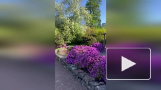 В Ботаническом саду Петра Великого показали цветущий Японский сад