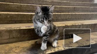 В Петербурге погиб кот Мартин Лютер из Анненкирхе