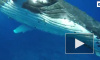 Видео: 20 тонный кит спас женщину-биолога от акулы