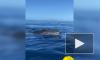 Туристы на Гавайях столкнулись в море с огромным китом