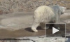 23 февраля в петербургском зоопарке отметят День белого медведя