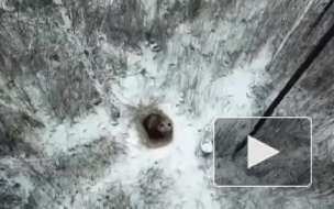 В Челябинской области медведь решил впасть в спячку прямо в городе