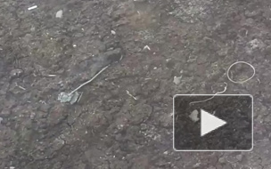 Из-за теплой погоды в Петербурге загорелся торф