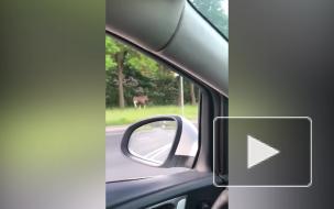 Видео: петербуржец решил посоревноваться в скорости с лосем