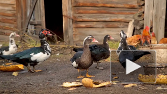 Немецкие СМИ признали "невероятный подъем" сельского хозяйства России