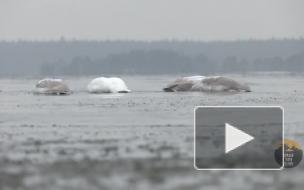 В Ленобласти заметили оставшихся в суровые морозы лебедей-кликунов