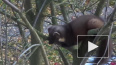 Видео: в Приморском районе на дереве заметили куницу