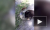 Видео: в Шушарах на пожарном водоеме поселились ручные утки 