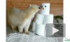 Видео: медведица в Ленинградском зоопарке познакомилась со снеговиком