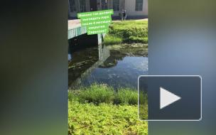 Петербурженка обратила внимание на грязь в пруду Таврического сада