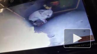 Из вентшахты на Кораблестроителей спасли кошку, просидевшую в заточении пять дней