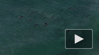 Ученые выяснили, что неандертальцы охотились на дельфинов