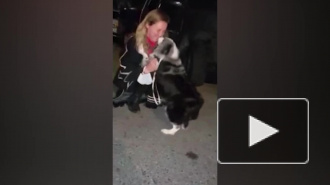 Трогательное воссоединение хозяйки с пропавшей собакой попало на видео