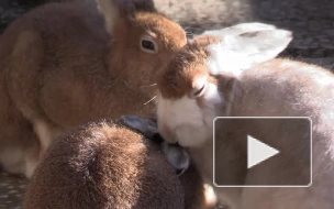 У зайцев-беляков в Ленинградском зоопарке началась осенняя линька
