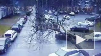 Падение дерева на "Хендэ" на проспекте Художников попало на видео