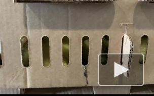 Видео: в Петербург из Карачаево-Черкессии прибыли более тысячи утят