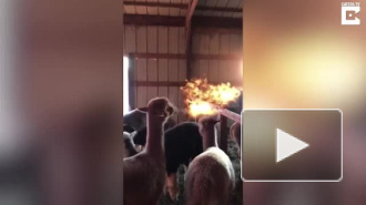 Видео с огнедышащей ламой покорил пользователей интернета по всему свету