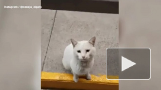 Бездомный кот придумал хитрый способ выпрашивать еду у прохожих и обрел дом