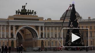 Стало известно, откуда привезут ёлку на Дворцовую площадь
