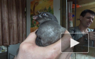 Кеша Семуширский готов взорвать Интернет