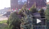 Росгвардия поймала петербуржца, срубившего елку в Павловском парке