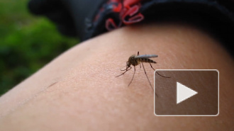 Россиян предупредили об угрозе распространения смертельных лихорадок по стране