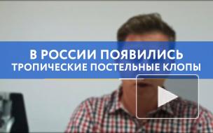 В России появились тропические постельные клопы