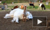 Видео: дружба большой белой собаки и козлят умилила Cоцсети