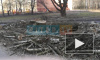 Местные жители: председатель ТСЖ незаконно вырубила деревья по проспекту Просвещения