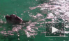 В канале Грибоедова плавают два дельфина: в воду их запустил художник Тоф