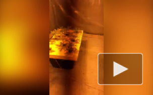 В Ленобласти полицейские обнаружили плантацию конопли