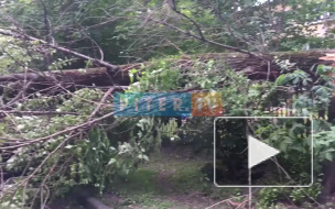 На Новосибирской улице аварийные службы "спасают" "Опель" от упавшего дерева