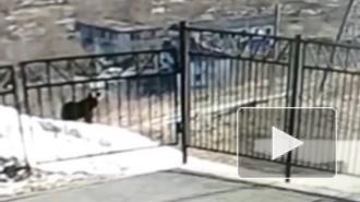 Медведь вышел к школе в сахалинском селе