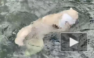 Видео: Медведица Хаарчаана радуется новой игрушке в зоопарке