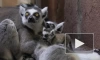 В Ленинградском зоопарке у самки кошачьего лемура родились два детёныша