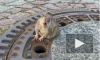 "Кто-то слишком много ест": в Германии девочка попросила спасателей вытащить из люка застрявшую крысу 