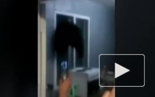 Жирный зад медвежонка, застрявшего в форточке на Камчатке, насмешил Интернет