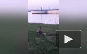 В Стрельне заметили лису