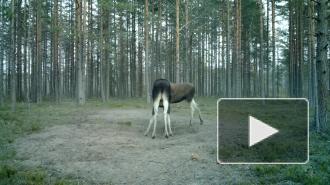 Брачный бой лосей за самку в Ленобласти попал на видео 