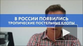 В России появились тропические постельные клопы