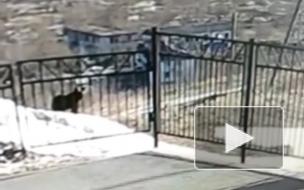 Медведь вышел к школе в сахалинском селе