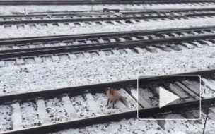 Видео: лиса не заметила поезд
