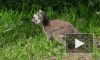Два детёныша кошачьего лемура родились в Ленинградском зоопарке