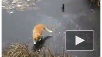 Кот-рыболов Кот-рыболов