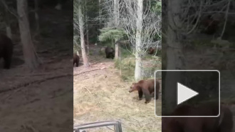 Видео из Якутии: Стая голодных медведей окружила машину