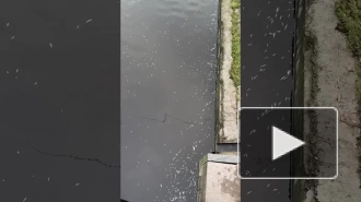 Петербуржцы сняли на видео массовую гибель рыбы в Дудергофском канале
