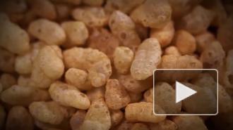 Названа смертельная опасность риса