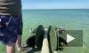 Затонувшую в Керченском проливе бронемашину подняли со дна на парашютах